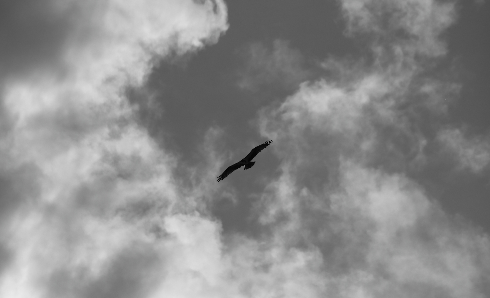 2018 07 11 HTP 37142ebw